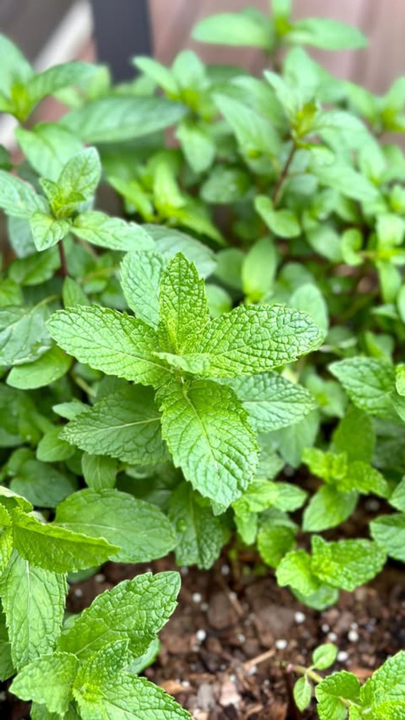 Mint