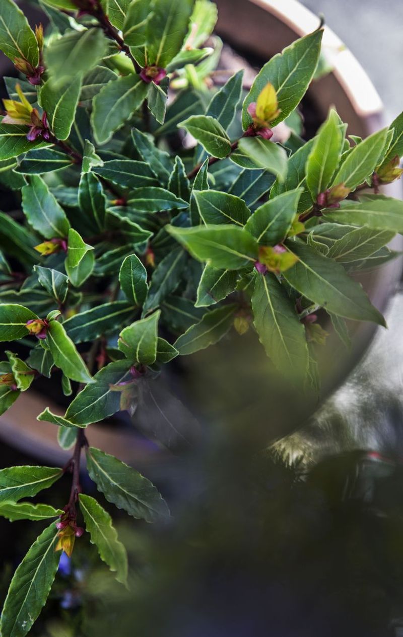 Bay Leaves Linking Backyard Plants To Local Flavor
