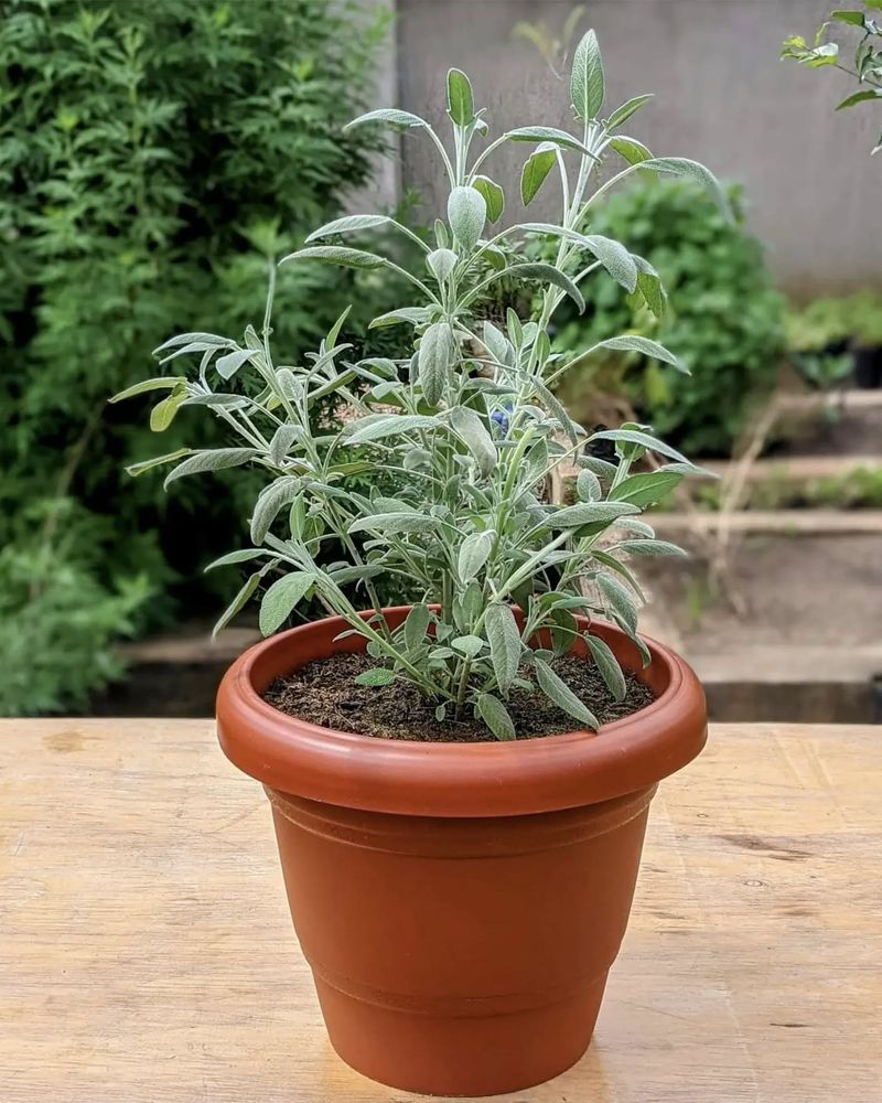 Sage: The Velvety-Leaved Beauty