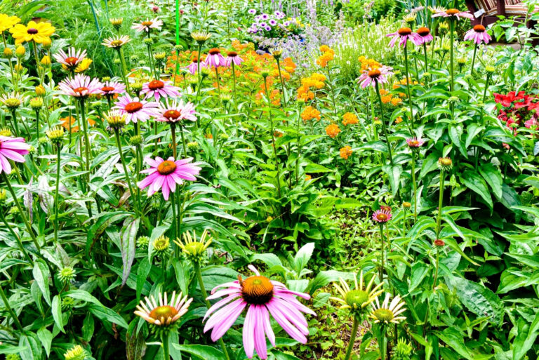 A colorful backyard pollinator garden (featured image)