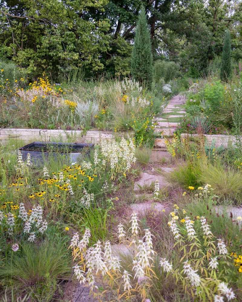 Native Wildflower Meadow