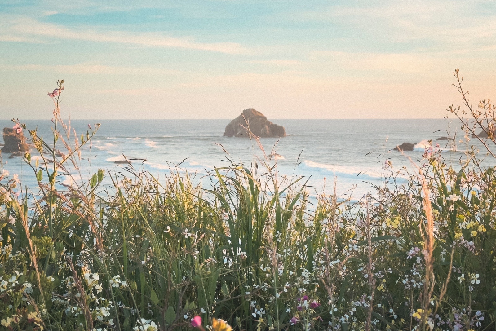 Colorful Wildflowers at the Oregon Coast