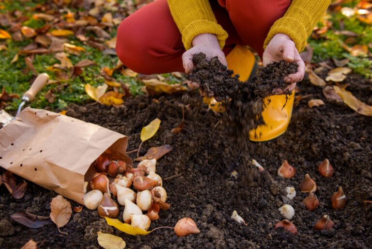 planting tulip bulbs