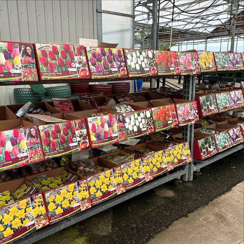 Fall Bulb Sales At Local Oregon Nurseries