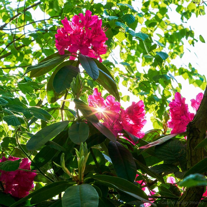 Pacific Rhododendron (Rhododendron macrophyllum)