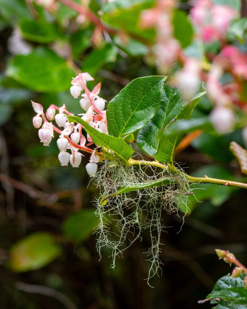 Salal (Gaultheria shallon)