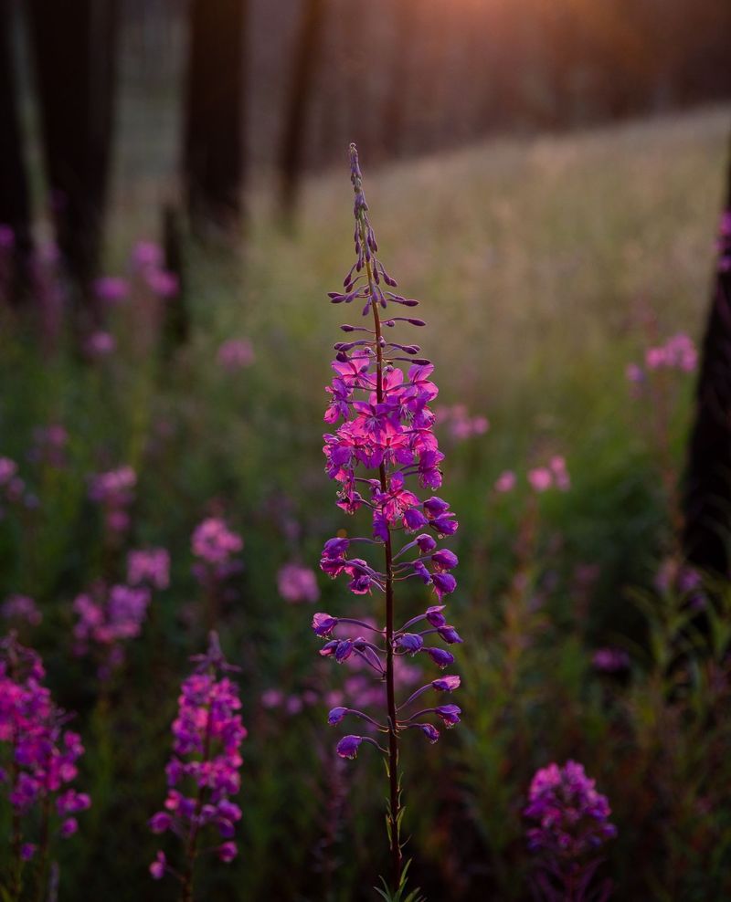 Fireweed