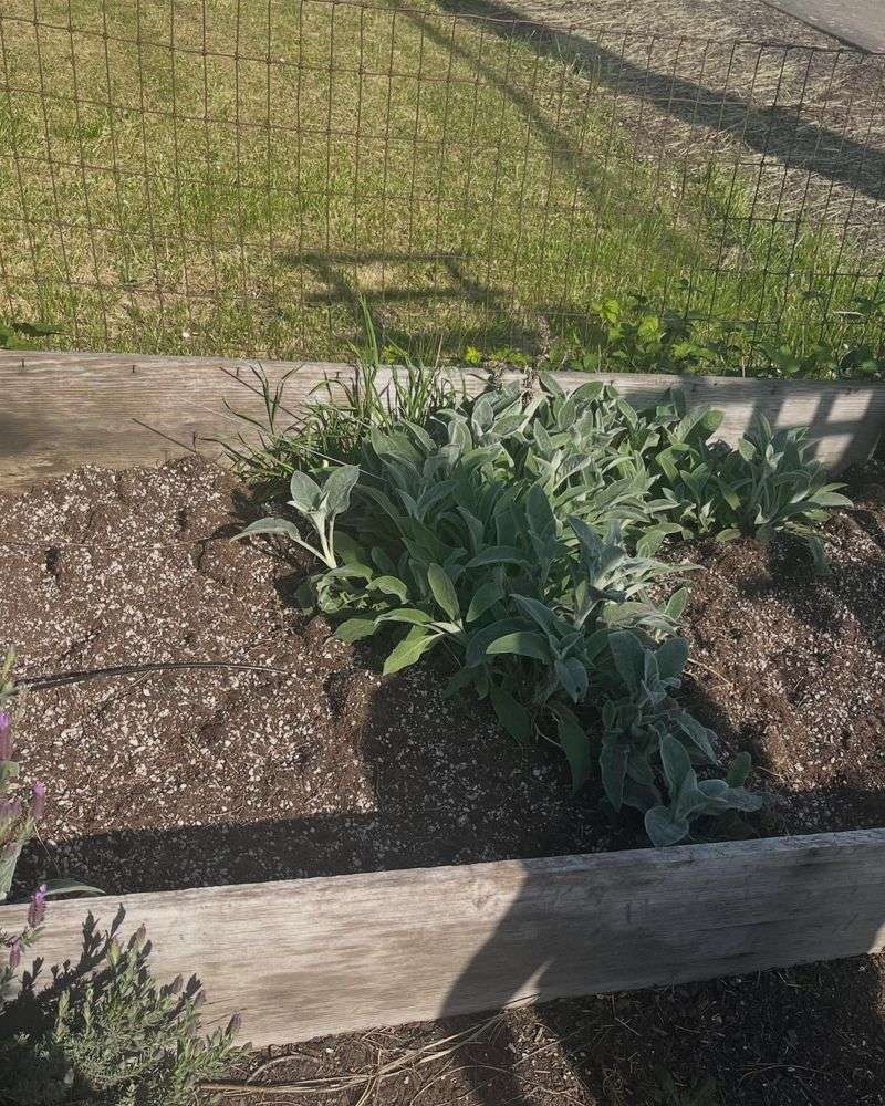 Philomath's Heritage Seed Gardens
