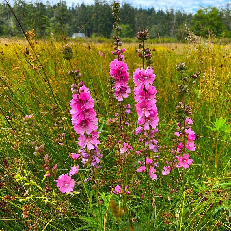 Meadow Checkermallow