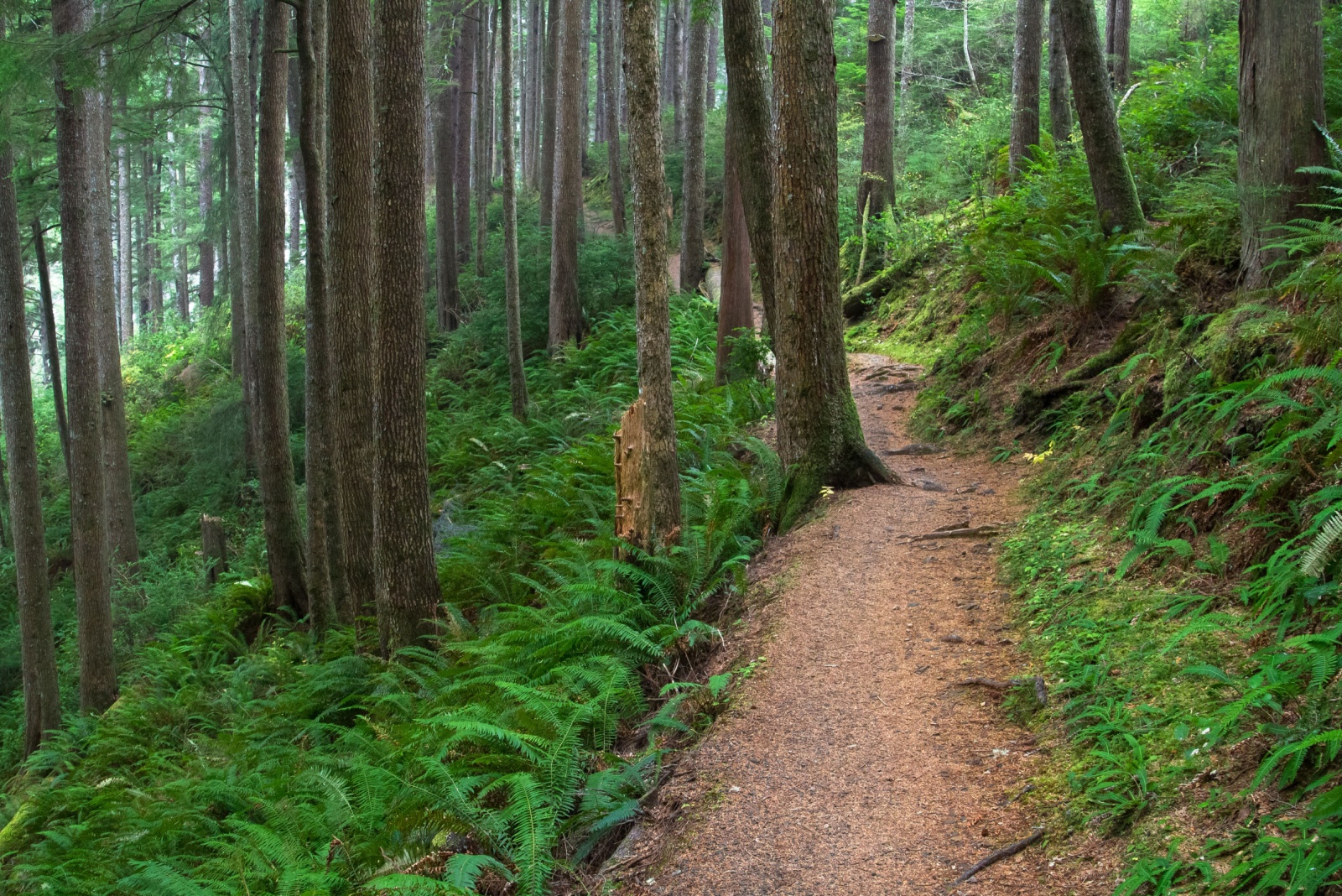 Oregon path with moss and ferns
