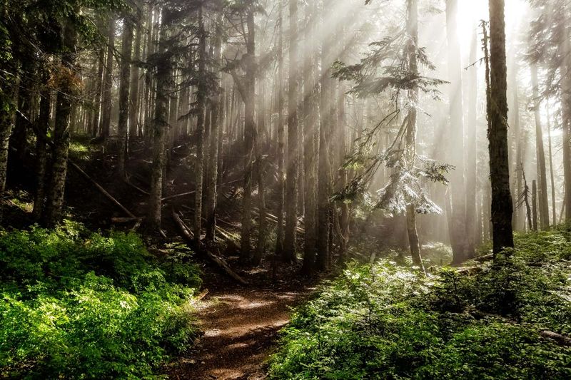 Manzanita's Misty Shore Pathways