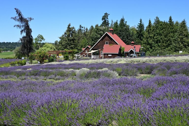 oregon village lavender