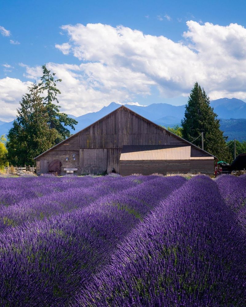 Sequim's Lavender Valley
