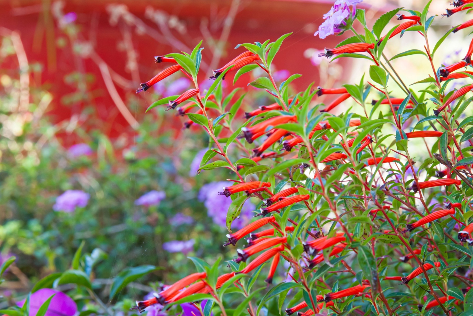cigar plant blooms (featured image)