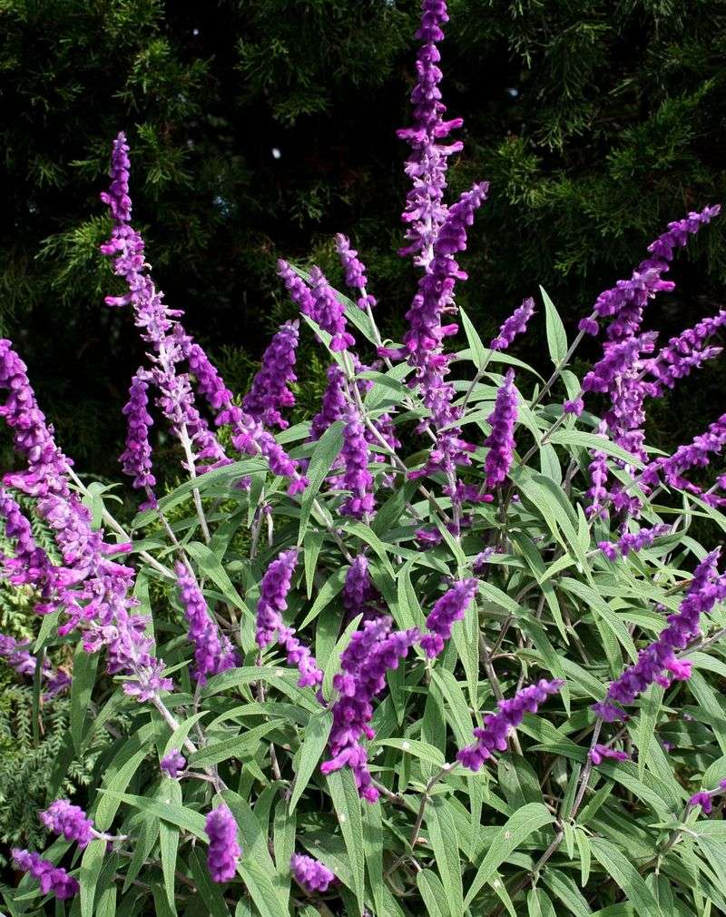 Mexican Bush Sage