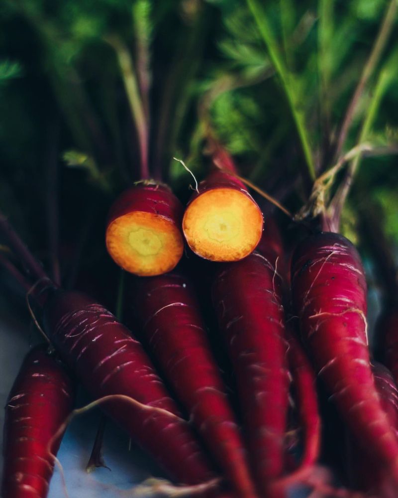 Purple Dragon Carrots