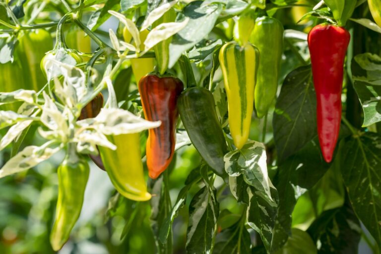 fish peppers heirloom veggie (featured image)