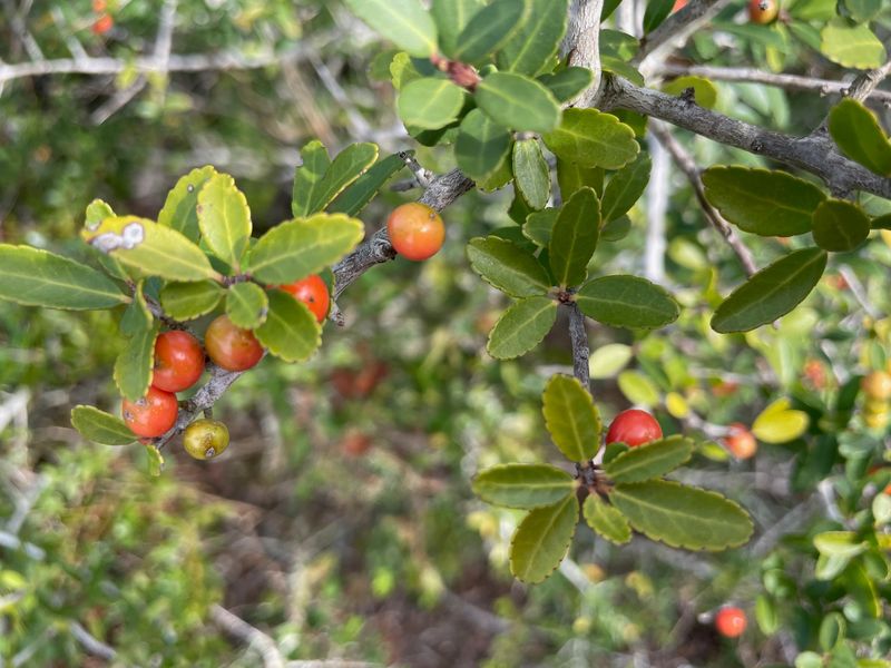 Versatile American Holly