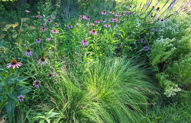 Layered Native Plantings