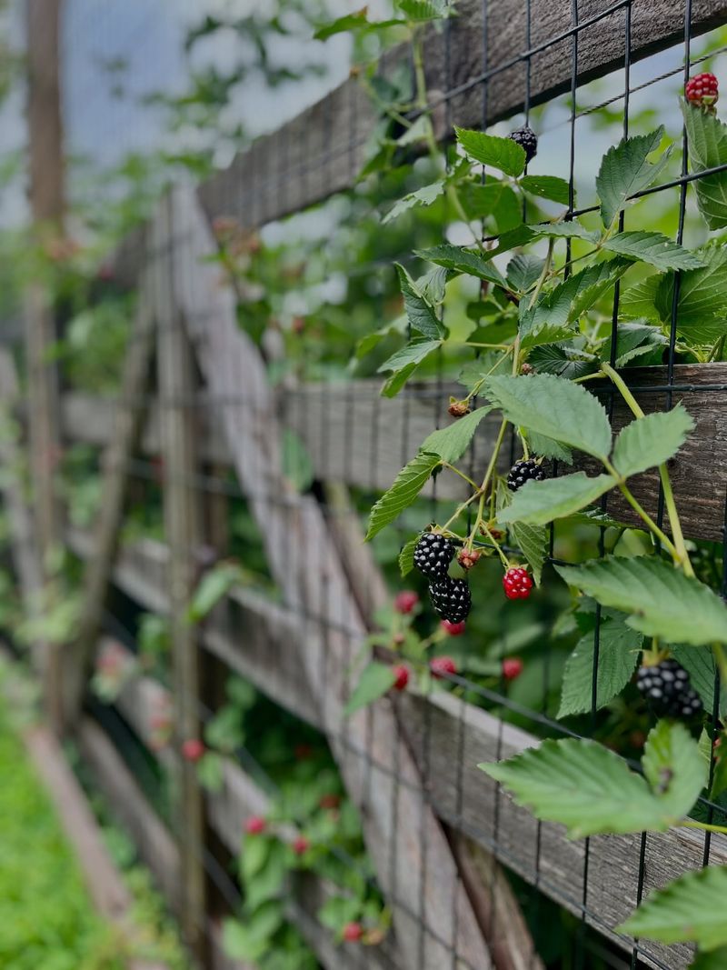 Berry Cane Boundary