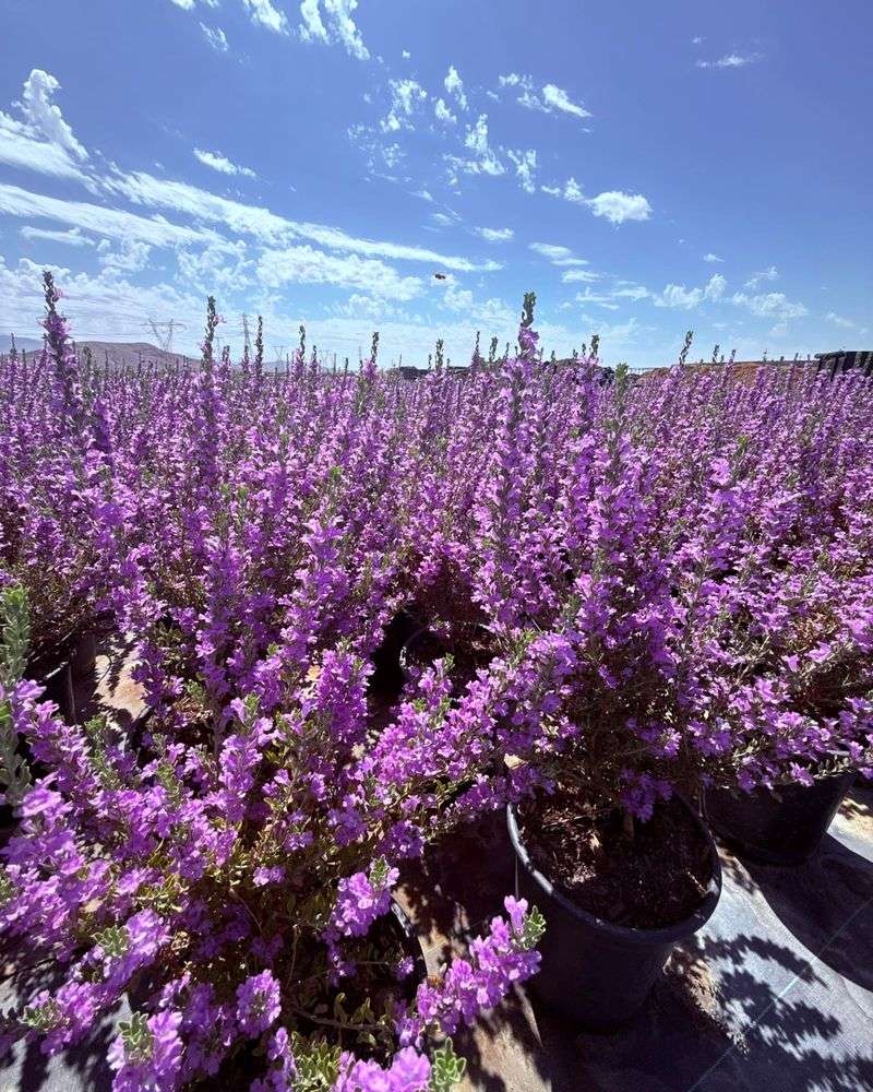Desert-Adapted Flowering Shrubs
