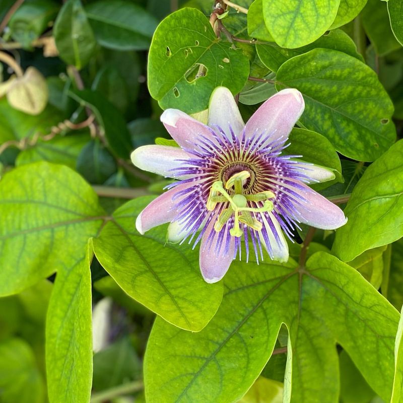 Passionflower Partitions For Wildlife-Friendly Boundaries