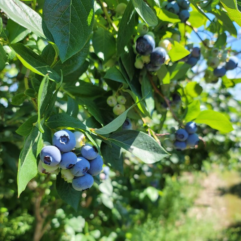 Blueberries