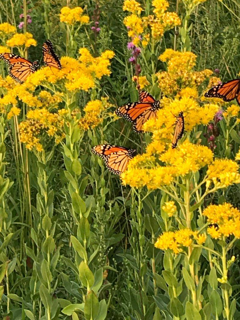 Goldenrod (Solidago)
