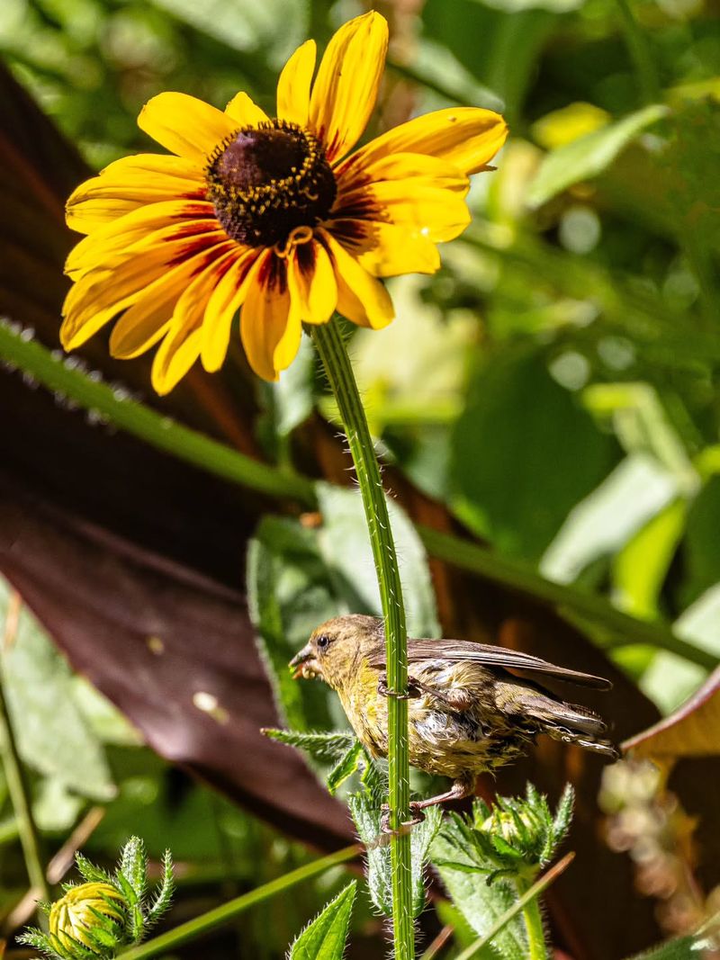 Black-Eyed Susans