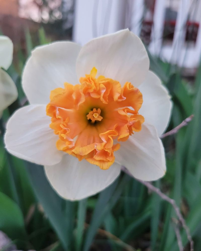 Spring-Flowering Bulbs