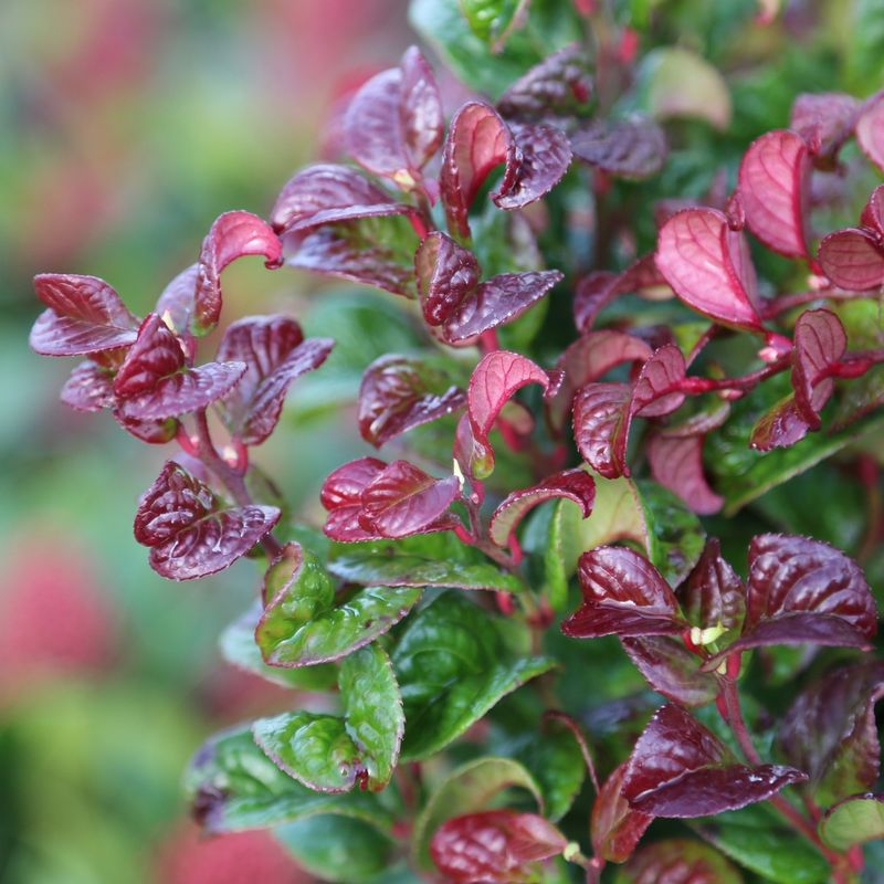 Leucothoe