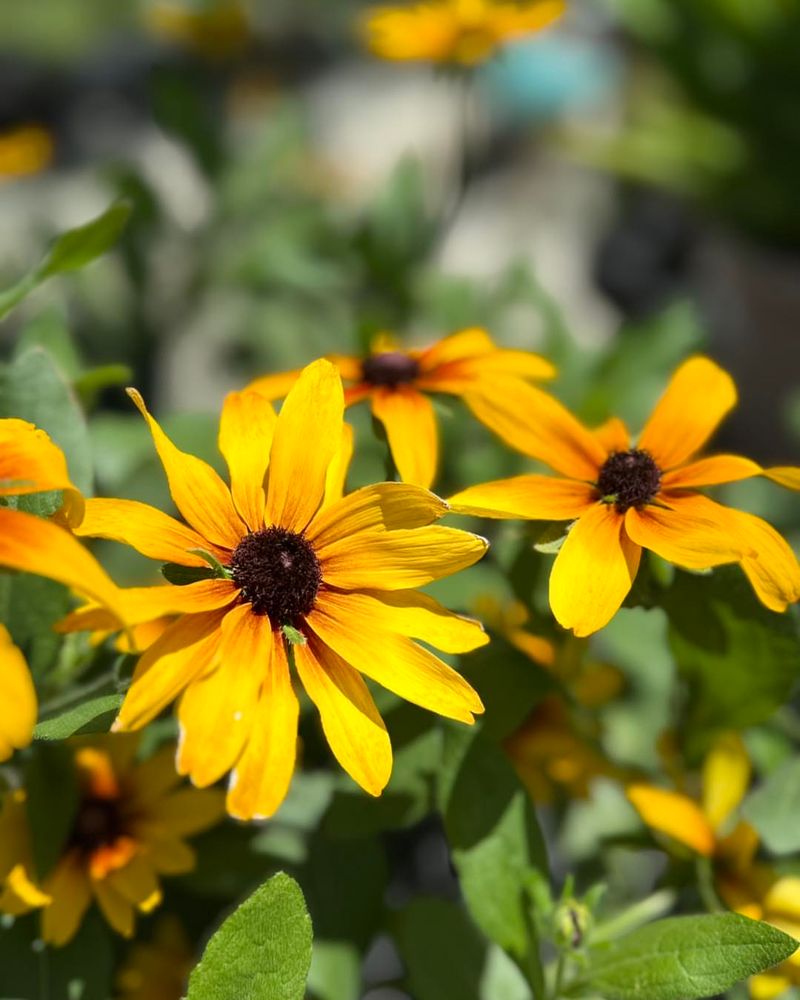 Black-Eyed Susans Spread Their Sunshine