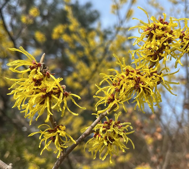 Witch Hazel