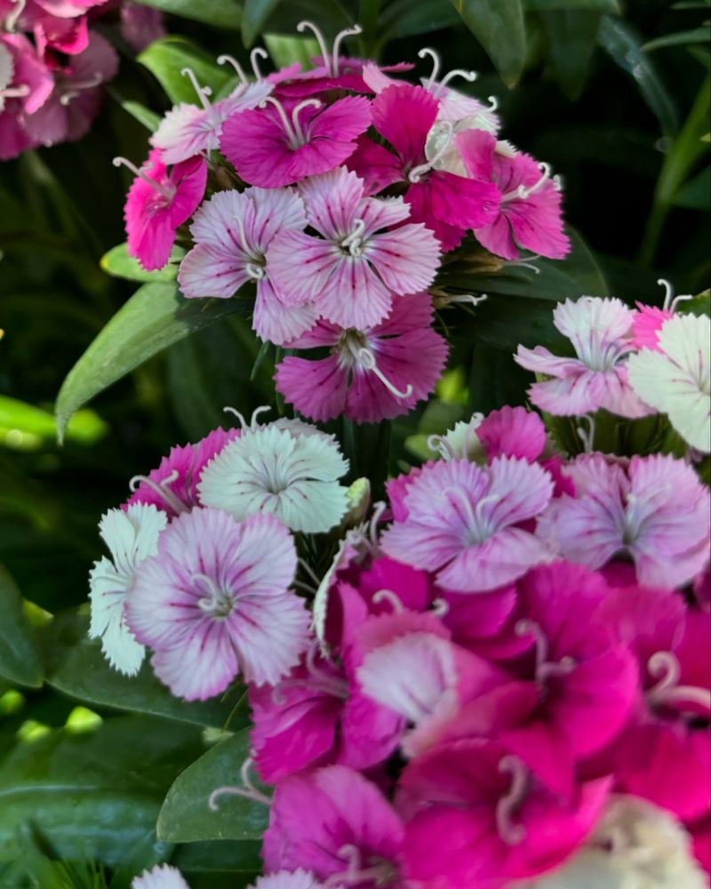 Dianthus (Pinks)