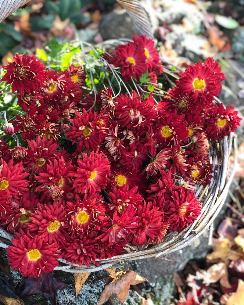 Chrysanthemums