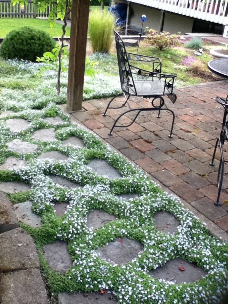 Blue Star Creeper - The Delicate Lawn Impostor