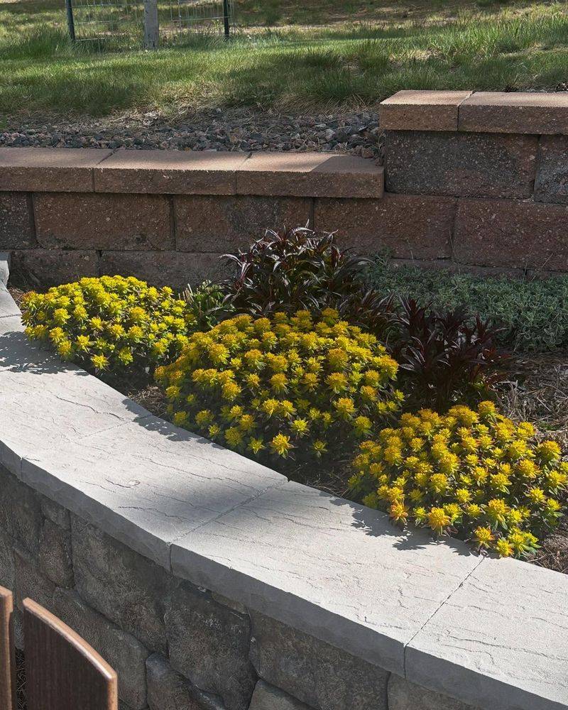 Euphorbia polychroma (Cushion Spurge)