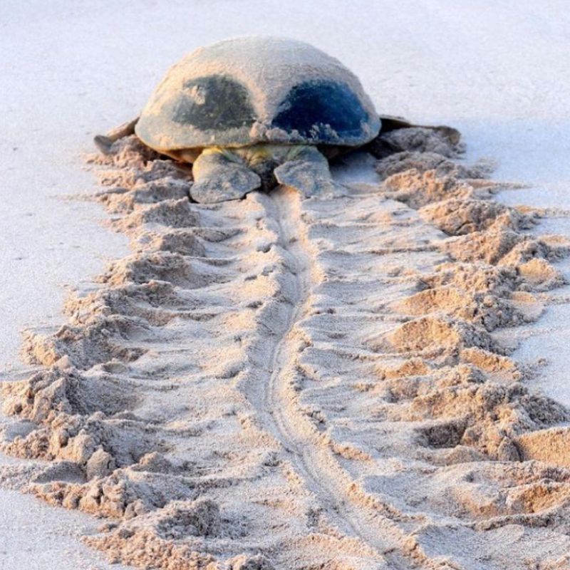 Sea Turtles