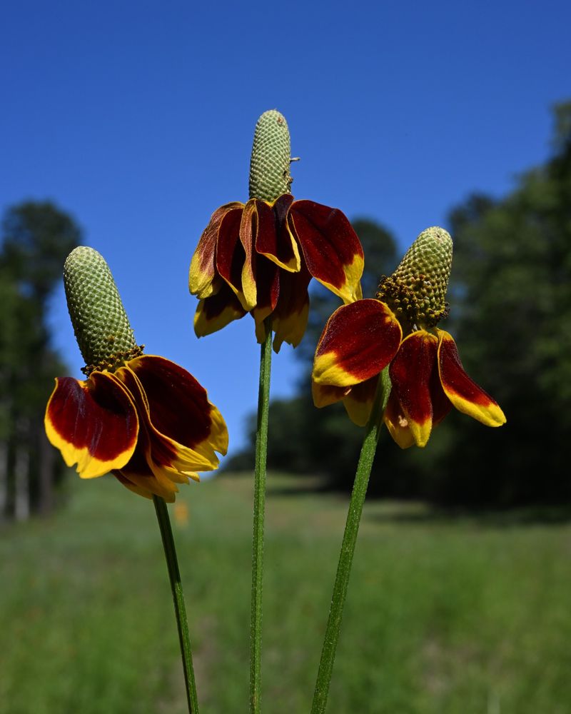 Prairie Coneflower