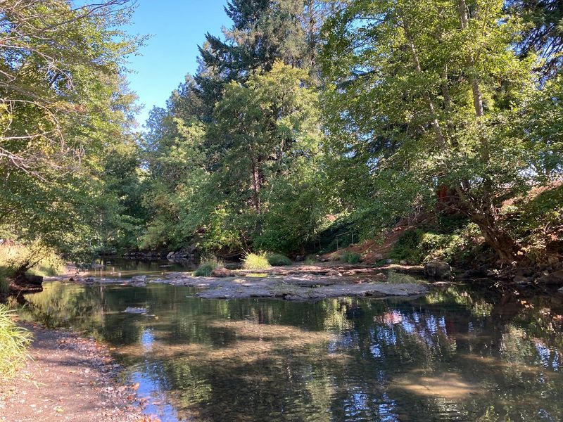 Expanded Water Features And Plant Reflections