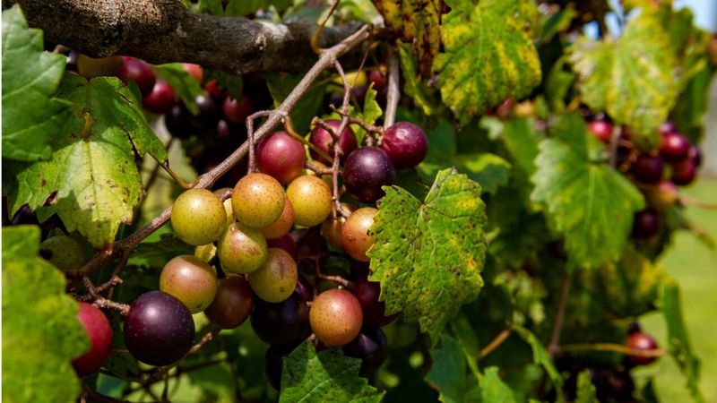 Muscadine Grape Arbor For Southern Tradition