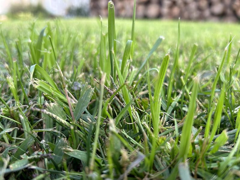 Forgetting To Overseed Annually
