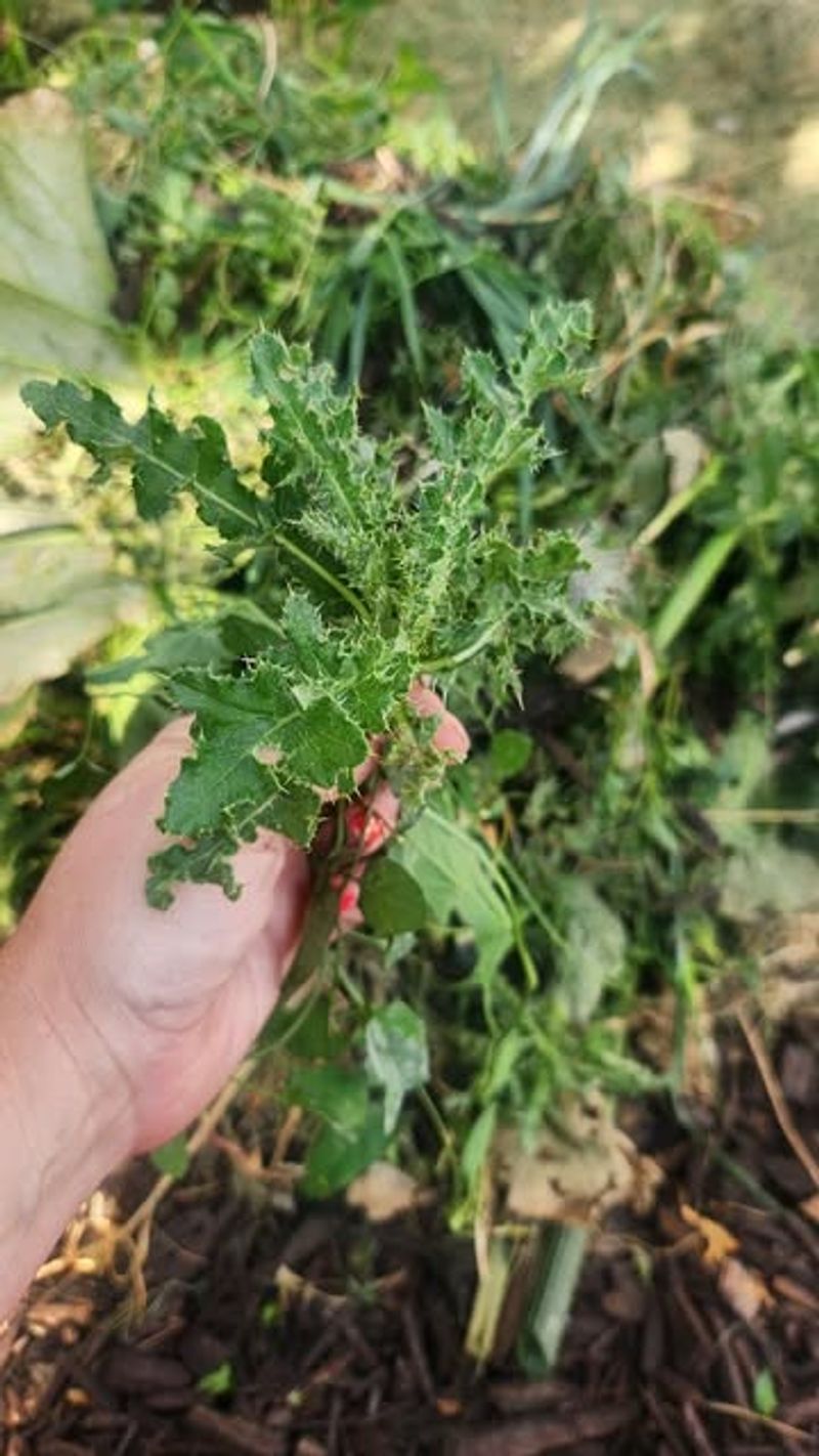 Neglecting Fall Vegetable Crops