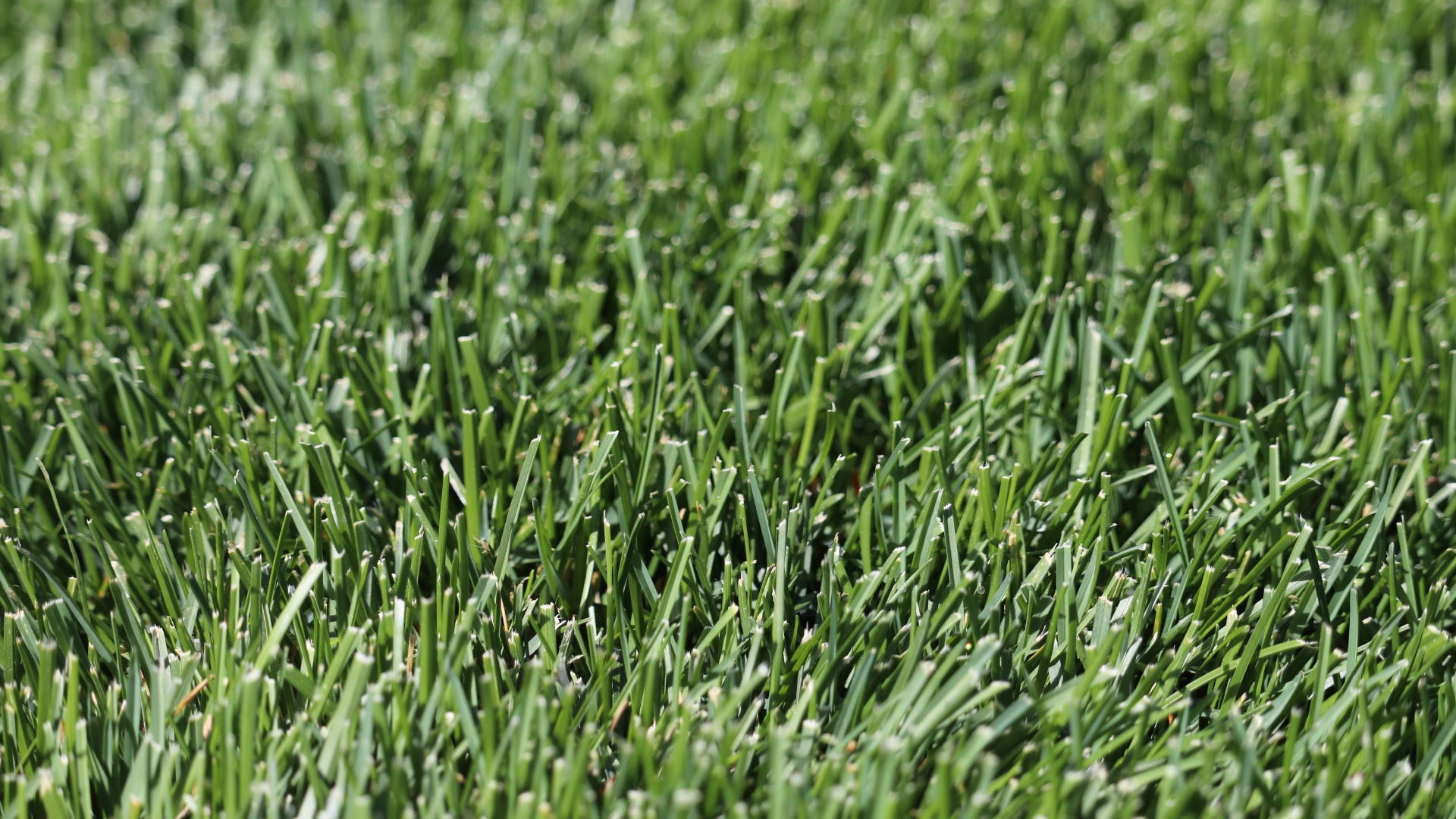 Overseed Kentucky Bluegrass This Week In Iowa For Best Results