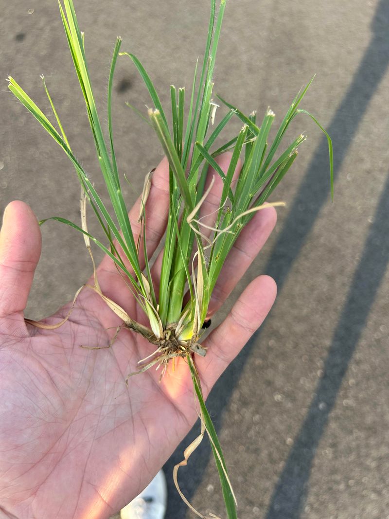 Remove Existing Plants By Hand