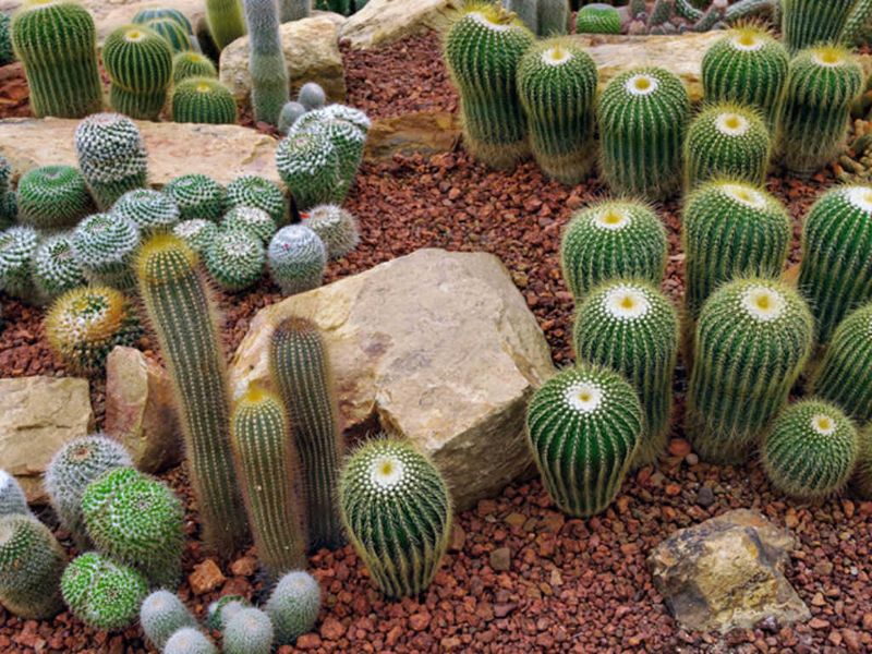 Improperly Placed Cactus Gardens
