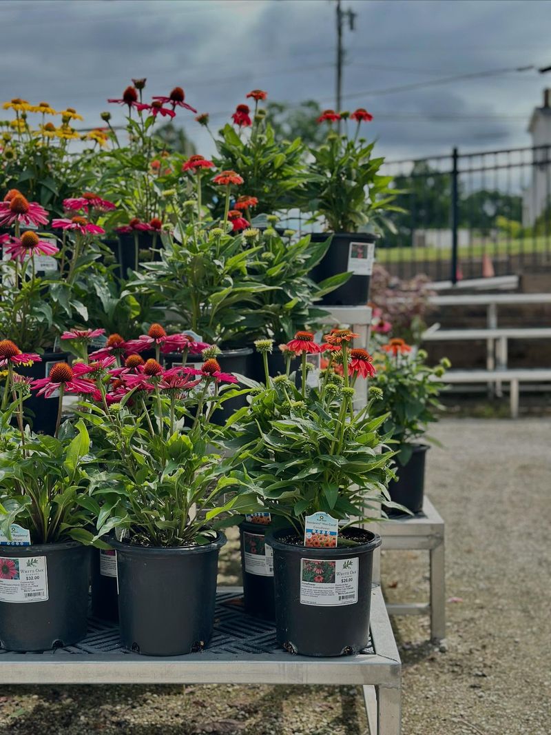 Choosing Water-Hungry Plants