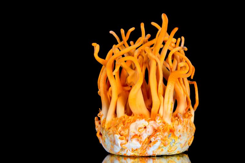 Zombie-Maker Cordyceps (Cordyceps militaris)