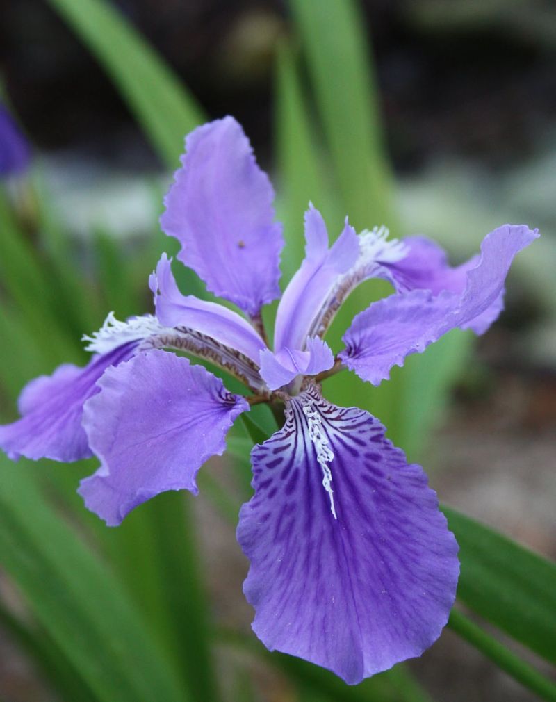 Roof Iris