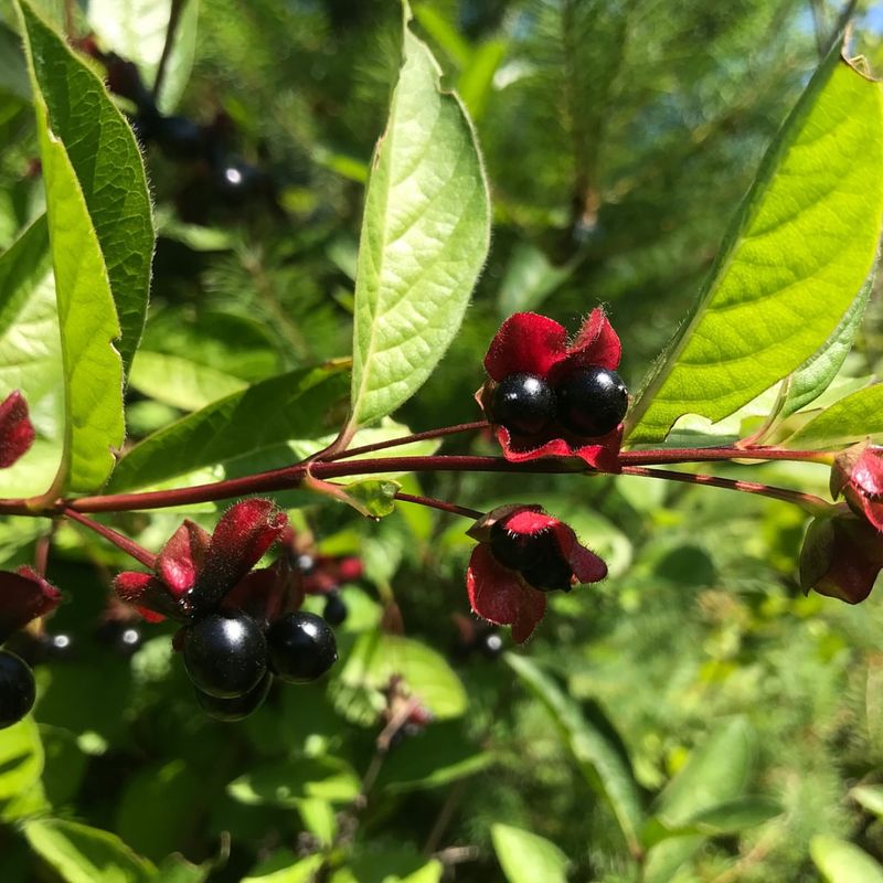Twinberry (Lonicera involucrata)
